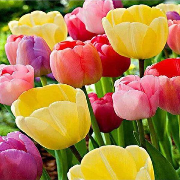 diamont-art-χρωματιστά λουλούδια