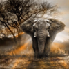 elephant diamod art