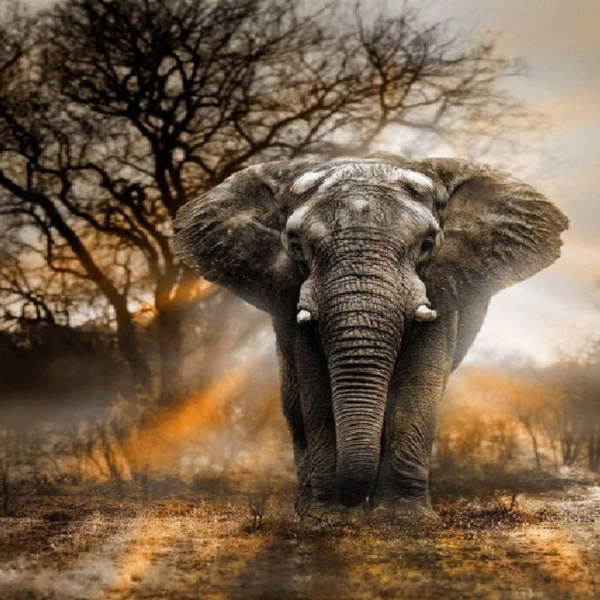 elephant diamod art