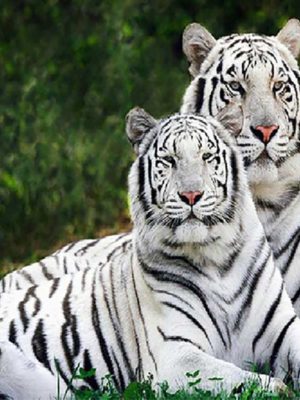 DIamond Art white tiger