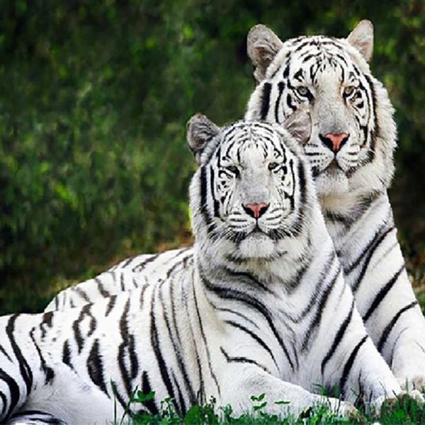 DIamond Art white tiger