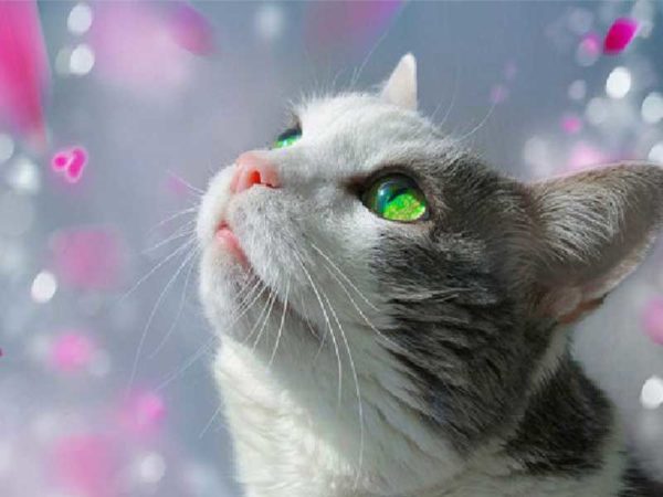 diamond-art-beatiful-cat