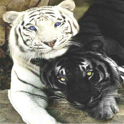 diamont-painting-leukos-mauros-tigris