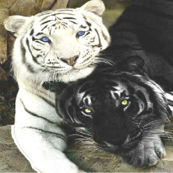 diamont-painting-leukos-mauros-tigris